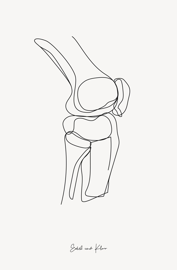 Knee illustration
